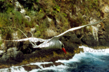 Eine Möwe im Flug an einer schroffen Küste in der Karibik.