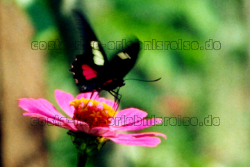 Ein Schmetterling in Costa Rica, der gerade an einer Blume landet.
