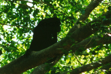 Costa Rica, ein Brüllaffe sitzt in der Baumkrone unter dem vor der Sonne der Tropen schützendem Blätterdach.