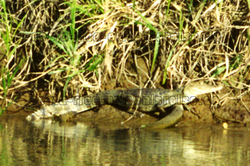 Krokodil das sich in der Sonne in Costa Rica aufwärmt.