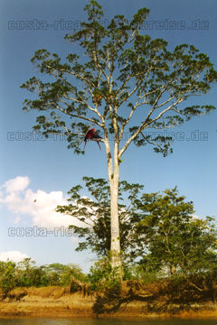 Hellrote Aras als Paar auf einem Urwaldriesen aus Costa Rica.