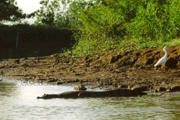 Krokodil und Reiher in Costa Rica am Flussufer.