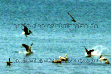 Pelikane bei der Landung am Lago de Nicaragua, dem großen See in Nicaragua, der von der Grenze zu Costa Rica nicht weit entfernt ist.
