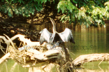 Reiher in Costa Rica auf einem Ast mit gespreizten Flügeln.