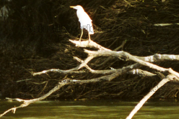 Ein weißer Reiher auf einem Baumstamm der im Fluss liegt.
