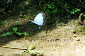 Da fliegt der Schmetterling wieder in Costa Rica.
