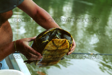 Gefangene Schnappschildkröte in Costa Rica bei der Safari im Regenwald. Die ließen wir nachher wieder frei.